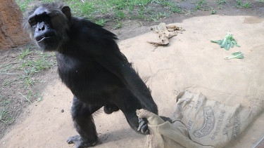Zoologischer Garten Magdeburg: Schimpanse mit Sack | Bild: picture-alliance/dpa