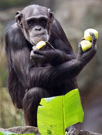 Schimpanse im Zoo Osnabrück frisst Apfelstückchen | Bild: dpa-Bildfunk