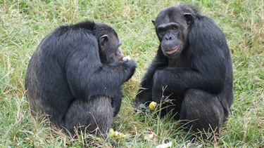 Schimpansen lernen sozial. | Bild: dpa-Bildfunk