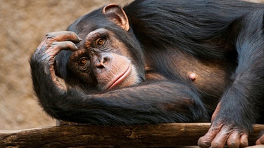 Liegender Schimpanse | Bild: mauritius-images