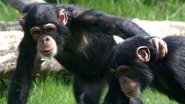 Zwei Schimpansen umarmen sich (Leipziger Zoo) | Bild: picture-alliance/dpa