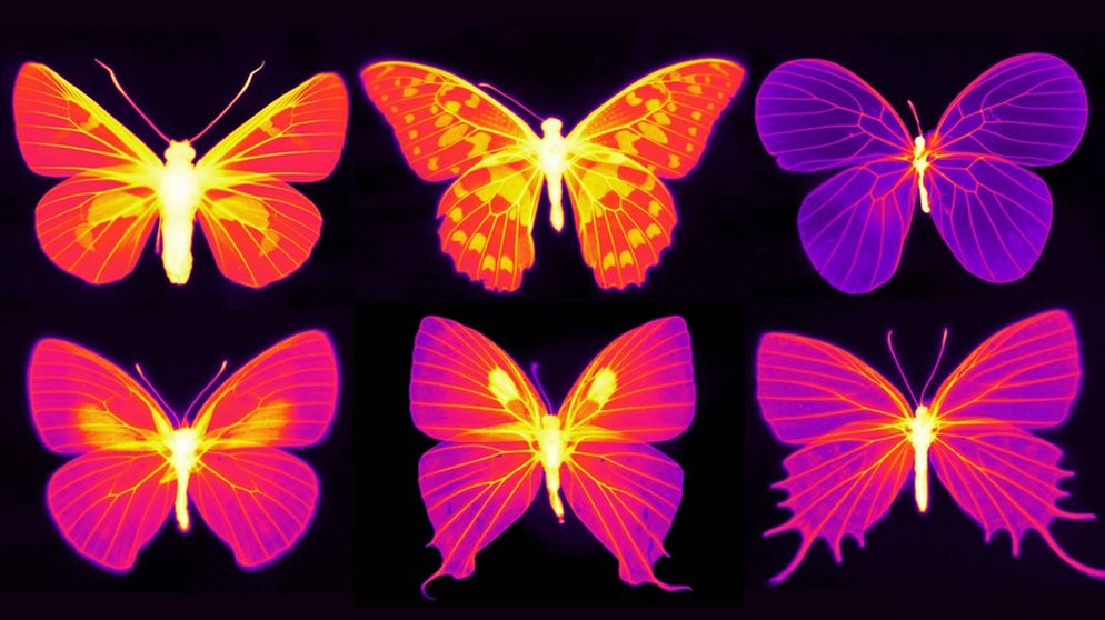 Schmetterlinge unter Infrarotlicht | Bild: Nanfang Yu und Cheng-Chia Tsai / Columbia Engineering, Columbia University New York