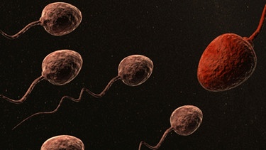 Spermien (Illustration) | Bild: colourbox.com