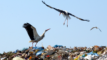 Störche auf Müllkippe | Bild: Patrick Pleul/dpa/picture-alliance