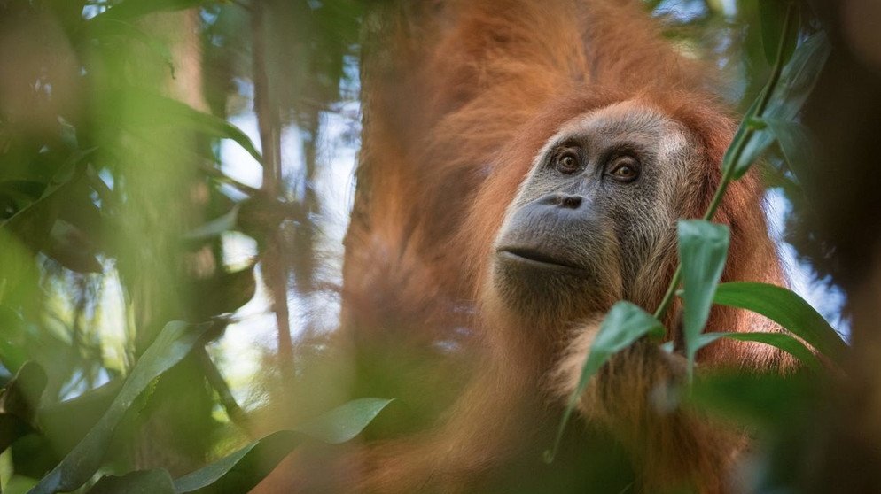 Ein Orang-Utan klettert in einem Baum. Die letzten freilebenden Orang-Utans sind in Gefahr. Der Bau von Palmölplantagen, Waldbrände und Wilderei gefährden das Überleben der Menschenaffen.  | Bild: dpa-Bildfunk/pda/Andrew Walmsley