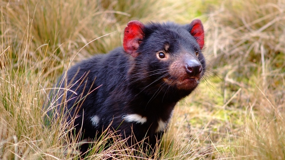 Charakteristisch für den Tasmanischen Teufel sind leuchtend rote Ohren und ein extrem starker Biss. | Bild: Tourism Tasmania/Masaaki Aihara