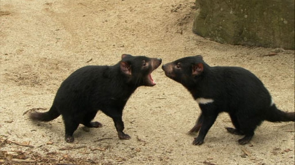 Tasmanische Teufel bei der Konversation, sie kommunizieren, indem sie sich anbrüllen. | Bild: BR / Angelika Sigl