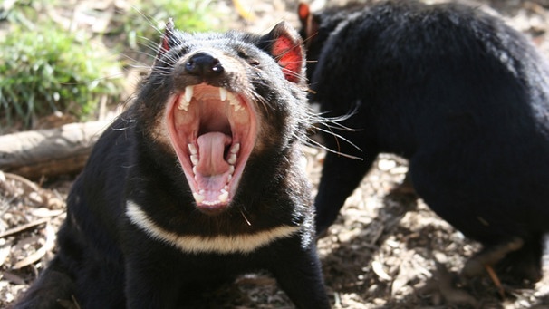 Wenn sie auf die Welt kommen, sind Tasmanische Teufel nackt und blind. Hier ein zähnezeigendes, ausgewachsenes Exemplar, kräftig und rauflustig. | Bild: BR