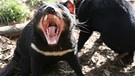 Wenn sie auf die Welt kommen, sind Tasmanische Teufel nackt und blind. Hier ein zähnezeigendes, ausgewachsenes Exemplar, kräftig und rauflustig. | Bild: BR