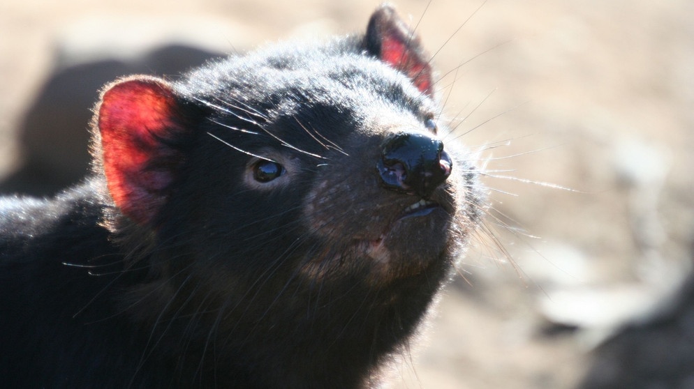 Ein Tasmanischer Teufel nimmt Witterung nach Aas auf. | Bild: BR / Angelika Sigl
