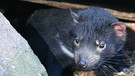 Ein Tasmanischer Teufel im Unterschlupf, nur im Winter ist das Beuteltier tagaktiv. | Bild: BR / Angelika Sigl
