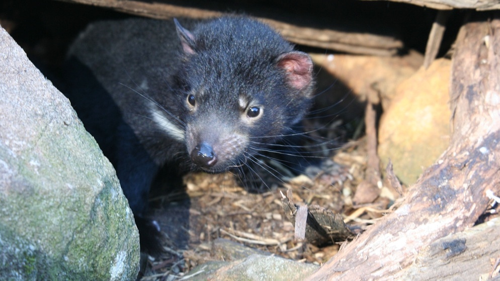 Ein Tasmanischer Teufel im Unterschlupf, nur im Winter ist das Beuteltier tagaktiv. | Bild: BR / Angelika Sigl