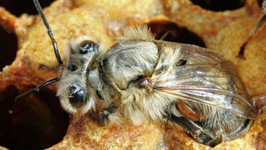Biene mit Varroamilbe im Pelz | Bild: picture-alliance/dpa