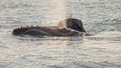 Wale: Nordkaper, nordatlantischer Glattwale mit Blas, New Brunswick, Kanada | Bild: picture alliance/All Canada Photos