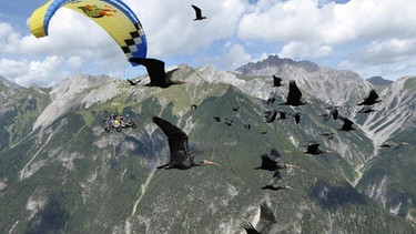 Waldrapp-Projekt: Menschengeführte Migration und Vogelzug über die Alpen | Bild: Waldrapp-Projekt/Corinna Esterer