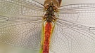 Eine männliche Wanderlibelle. Wanderlibellen können über mehrere Stunden in der Luft verbleiben und so große Distanzen zurücklegen. | Bild: Michael Post/BUND/obs
