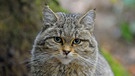 Wildkatze im Nationalpark Bayerischer Wald | Bild: picture alliance / blickwinkel