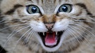 Fauchende junge Wildkatze | Bild: picture-alliance/dpa