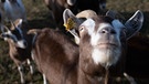 Eine Ziege einer Herde schaut in die Kamera.  | Bild: dpa-Bildfunk/Sebastian Gollnow