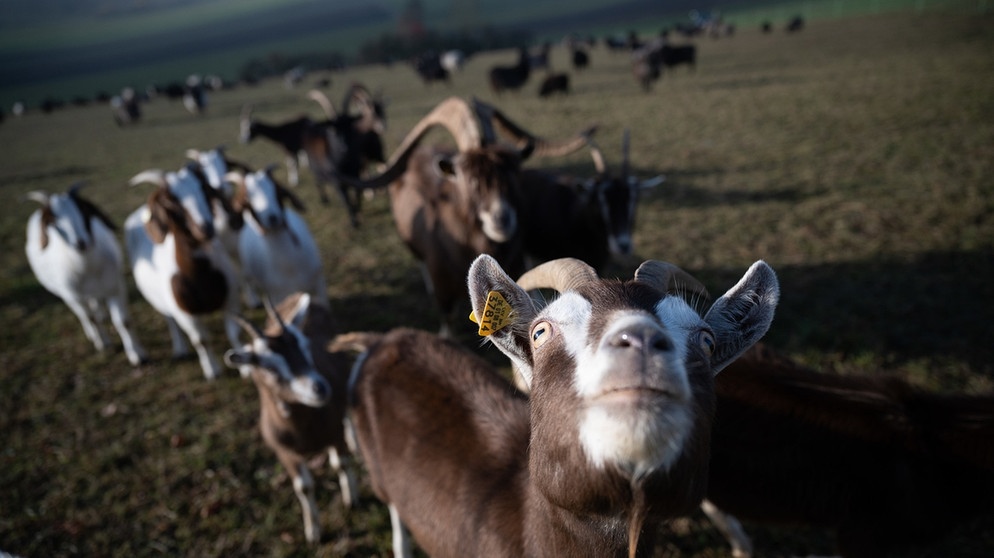Eine Ziege einer Herde schaut in die Kamera.  | Bild: dpa-Bildfunk/Sebastian Gollnow