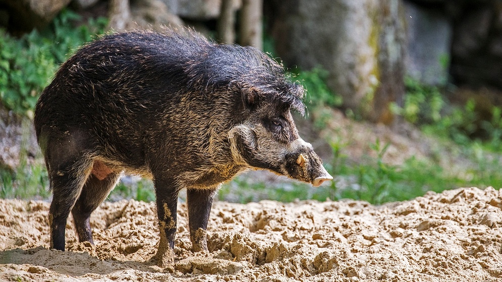Visayas-Pustelschwein im Münchner Tierpark Hellabrunn / Keine Sau interessiert sich für bedrohte Schweine / Zootier des Jahres 2022: Das Pustelschwein | Bild: dpa-Bildfunk/Maria Nicole Fencik