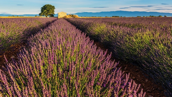 Lavendelfelder auf dem Plateau von Valensole in der Provence | Bild: mauritius images/imageBROKER/Kim Petersen