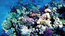 Ein Riff im Meer | Bild: colourbox.com