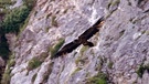 Bartgeier fliegt vor Felsen | Bild: BR Unkraut
