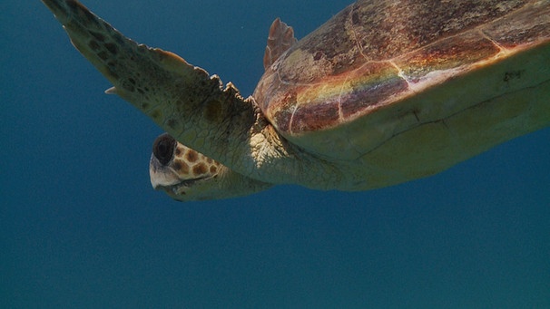 Szenenbilder aus "Die Karibik - Die Jäger": Unechte Karettschildkröte unter Wasser | Bild: Flowmotion Film
