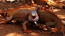 Szenenbilder aus "Die Karibik - Die Jäger": Kämpfende grüne Leguane | Bild: Flowmotion Film