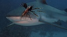 Szenenbilder aus "Die Karibik - Die Jäger": Ein Hai und ein Rotfeuerfisch unter Wasser | Bild: Flowmotion Film