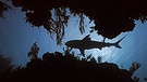 Szenenbilder aus "Die Karibik - Die Jäger": Karibischer Riffhai unter Wasser | Bild: Flowmotion Film