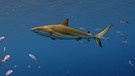 Szenenbilder aus "Die Karibik - Die Jäger": Makrelen und ein Hai unter Wasser | Bild: Flowmotion Film