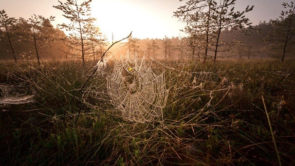 Spinnennetz | Bild: nautilusfilm