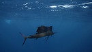 Szenenbilder aus "Die Karibik - Die Jäger": Segelfisch schwimmt unter Wasser. | Bild: Flowmotion Film