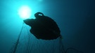 Eine Schildkröte in türkisfarbenem Meerwasser, die in einem Netz feststeckt  | Bild: BR/Florian Guthknecht 