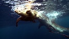 Szenenbilder aus "Die Karibik - Die Jäger": Tigerhai greift eine Menschenschildkröte an. | Bild: Flowmotion Film