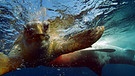 Szenenbilder aus "Die Karibik - Die Jäger": Tigerhai greift eine über 100 Kilogramm schwere Meeresschildkröte an. | Bild: Flowmotion Film