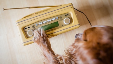 Ein Hund legt seine Pfote auf ein Radio. | Bild: picture-alliance/dpa