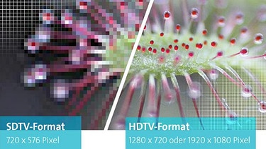 Am Bild einer Blume wird der Unterschied zwischen HD - und SD-Auflösung  dargestellt | Bild: ARD-Digital / dot Agentur