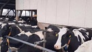 Vor eineinhalb Jahren stand das schwäbische Bad Grönenbach im Zentrum eines Tierschutzskandals. Bei drei Rinderhaltern stellten die Behörden Verstöße fest. Die Staatsanwaltschaft ermittelte, doch nur zum Teil wurden die Missstände abgestellt. | Bild: BR