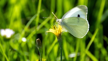 09.09.2023, Bayern, Lohr Am Main: Ein Schmetterling sitzt auf einer Blüte, während die Sonne scheint. Foto: Pia Bayer/dpa +++ dpa-Bildfunk +++ | Bild: dpa-Bildfunk/Pia Bayer
