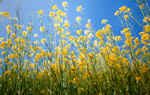 Gelbe Blumenwiese © Getty Images