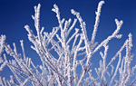 Frost auf Zweigen © Getty Images