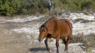 Assateague-Pony oder Chincoteague-Pony (Equus caballus), gehendes Altteir, Assateague Island National Seashore, Assateague Island, Maryland, USA, Nordamerika | Bild: picture-alliance/dpa/Mark Newman/FLPA