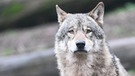 Ein Wolf wartet in seinem Gehege auf Futter.  | Bild: dpa-Bildfunk/Bernd Weißbrod