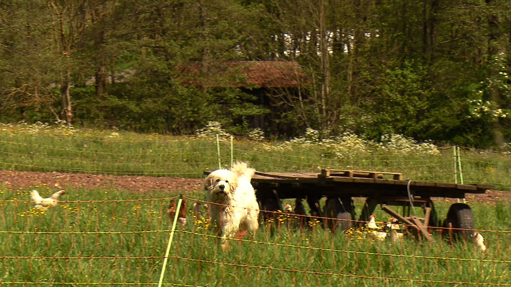 Ein Herdenschutzhund zusammen mit Hühnern auf der Weide. | Bild: BR